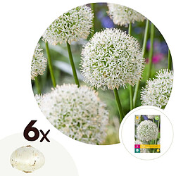 Plant in a Box Allium Mount Everest - Bulbes x6 - Allium - Blanc