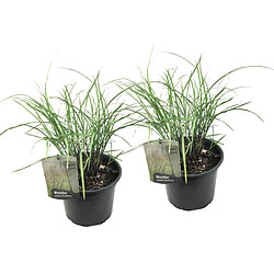 Plant in a Box Miscanthus Gracilimus - Set of 2 - Herbe - Pot 23cm - Hauteur 40-60cm 