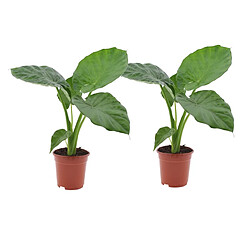 Plant in a Box Alocasia Macrorrhiza - Set de 2 - Pot 17cm - Hauteur 60-70cm