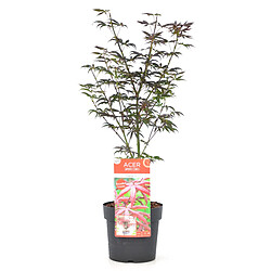 Plant in a Box Acer palmatum 'Étoile de mer' - Érable japonais - Pot 19cm - Hauteur 60-70cm