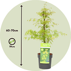 Plant in a Box Acer palmatum 'Emerald Lace' - Érable japonais - Pot 19cm - Hauteur 60-70cm