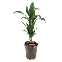 Plant in a Box Dracaena Deremensis 'Janet Craig' - Pot 17cm - Hauteur 60-70cm