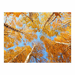 Paris Prix Papier Peint Arbres D'automne 154 x 200 cm