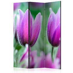 Artgeist Paravent - Purple spring tulips [Room Dividers] [135x172]