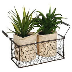 Lot de 2 Aloe Vera & Panier Well 23cm Vert