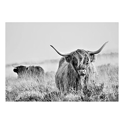 Artgeist Papier peint - Highland Cattle [250x175]