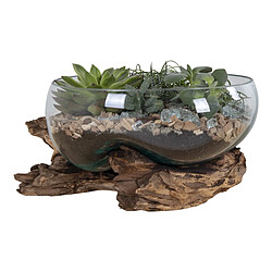 EPIKASA Terrarium San