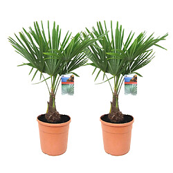 Plant in a Box Trachycarpus Fortunei - Set de 2 - Palmier éventail - Pot 21cm - Hauteur 65-75cm