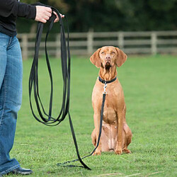 Orfeo Clix Longe Laisse d'Entraînement pour Chien 5 m