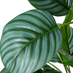 Plante décorative Alexandra House Living Plastique Calathea 90 cm pas cher