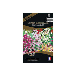 Sanrival Graines de fleurs premium linaria fairy bouquet