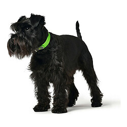 Avis Collier pour Chien Hunter Convenience Taille S Vert (28-36 cm)