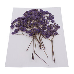 Acheter Pressé Real Babysbreath Fleur Séchée Pour Jewlery Making Artisanat Décor Pourpre