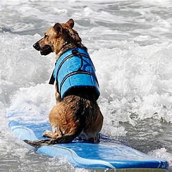 Wewoo Imperméable pour Chien rose la navigation de de natation, taille: S point Gilet réfléchissant de vie de d'épargnant d'animaux de compagnie pas cher