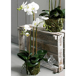 Emerald Orchidée phalaenopsis artificielle 70 cm Blanc