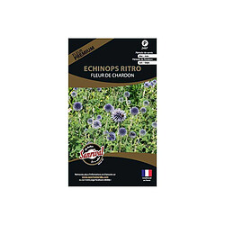 Sanrival Graines de fleurs premium Echinops ritro fleurchardon bleutée et ronde