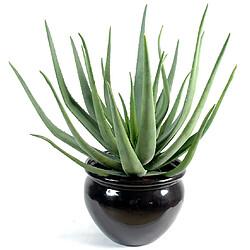 Pegane Plante artificielle haute gamme Spécial extérieur / Aloevera artificielle - Dim : 70 x 40 cm