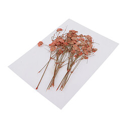 Pressé Real Babysbreath Fleur Séchée Pour Jewlery Making Craft Decor Orange