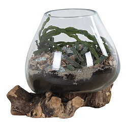 Avis EPIKASA Terrarium San