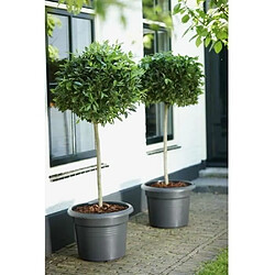 Acheter ELHO Pot De Fleurs Rond GREEN BASICS - Plastique - Ø40 - Noir