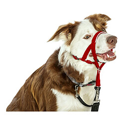 Acheter Collier d'entraînement pour chiens Company of Animals Halti Muselière (35-48 cm)