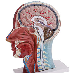 modèle pour l'anatomie de l'enseignement pas cher