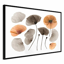 Paris Prix Affiche Murale Encadrée Dried Poppies 30 x 20 cm Noir