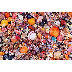 Avis Puzzle coquillages Piatnik (1000 piAces)