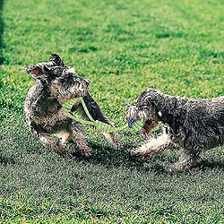 Acheter Jouets de dentition pour chiot à partir de 8 semaines, jouet de corde interactif pour chien, jouet à mâcher en coton naturel pour chien, 9 paquets J922-44