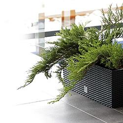 Avis Pot de fleurs avec insert Prosperplast Rato DRTC500 S433 anthracite