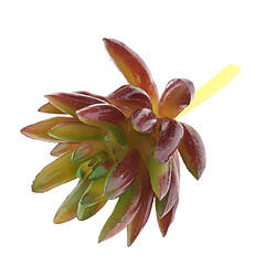 Avis Plante Succulente Artificielle