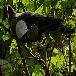 Avis Écrabouilleur de pigeon de jardin