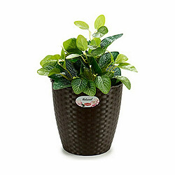 Avis Cache-pot Stefanplast Plastique 24 x 22 x 24 cm (6 Unités)