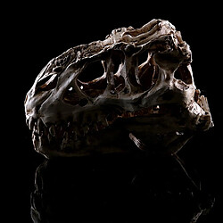 Universal Rex Skull Dinosaur Resin Artisanal Gift Home Decoration Replica Aquarium Statue Tyranno Dragon Bone Skeleton Aquarium Decoration | Décorations pas cher