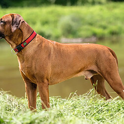 Avis Collier pour Chien Hunter Neopren Vario Rouge (40-45 cm)