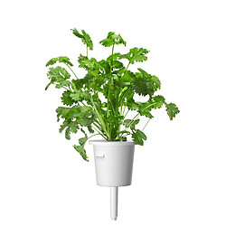 Click & Grow Recharge triple de Coriandre pour Smart Garden - Click and Grow