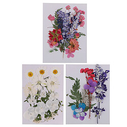 Lot de 3 Vraies Fleurs Séchées de Fleurs Pressées pour Artisanat Scrapbooking Résine Jewelr Faisant à La Main Des Fleurs Séchées étui de Téléphone