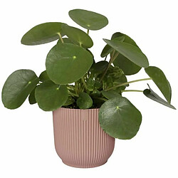 Avis Pot Elho Rose Plastique Rond Ronde Moderne Ø 25 cm