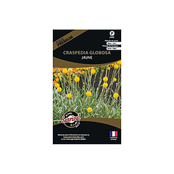 Sanrival Graines de fleurs premium craspedia globosa jaune