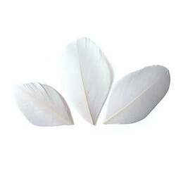 Graines Creatives 50 plumes coupées - Blanc 6 cm