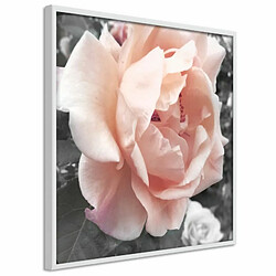 Paris Prix Affiche Murale Encadrée Delicate Rose 20 x 20 cm Blanc