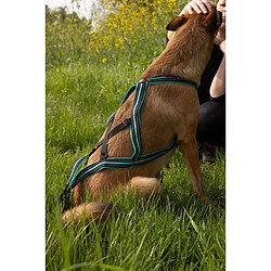 Avis No Name Harnais de traction pour chien - OLYMPIA - XXS - Type X-back - Bleu