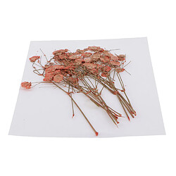 Acheter Pressé Real Babysbreath Fleur Séchée Pour Jewlery Making Craft Decor Orange