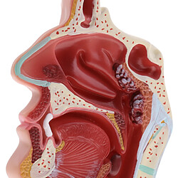 Avis Statue de la cavité nasale humaine