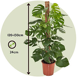 Plant in a Box Monstera Deliciosa - Plante trouée - Pot 24cm - Hauteur 120-130cm