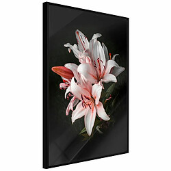 Paris Prix Affiche Murale Encadrée Pale Pink Lilies 20 x 30 cm Noir