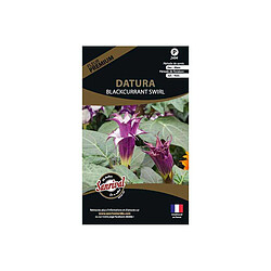 Sanrival Graines de fleurs premium Datura Candida blackcurrant Swirl 