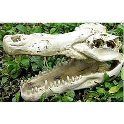 Acheter Reptile Décoration Aménagement Paysager DIY Crâne Crocodile Résine