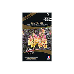 Sanrival Graines de fleurs premium muflier bicolore feuillage pourpre