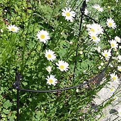 Esschert Garden Tuteur à plantes demi-cercle en acier fleur de lys 60 cm.